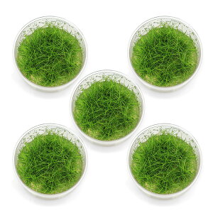 ijgD|{@wA[OXV[gi_ji5Jbvj@kCEBq֗vۉ