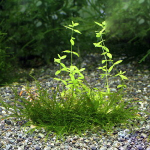 ijā@̒뉀@v[gi_ji3j