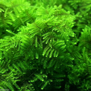 ijXspDpP[^XG}X@uO[^Cvitji_ji3Jbvj