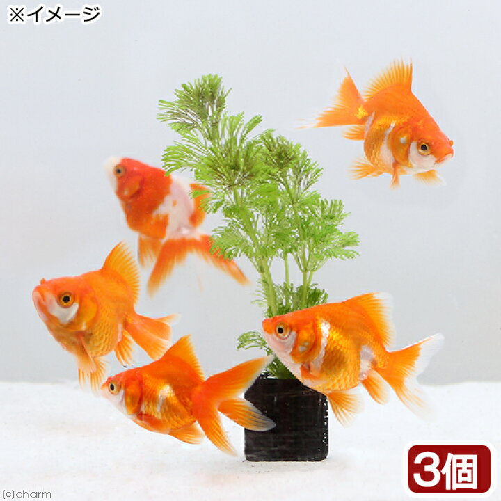 楽天市場 水草 メダカ 金魚藻 マルチリングブラック 黒 アンブリア 水中葉 無農薬 ３個 Charm 楽天市場店