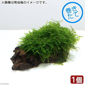 楽天市場 プレコ チャーム 苔 モス 水草 水槽 アクアリウム内装 熱帯魚 アクアリウム ペット ペットグッズの通販