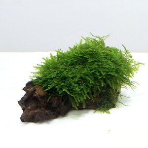 ijā@XspDpP[^XG}X@uO[^Cv@STCYitji_ji3j