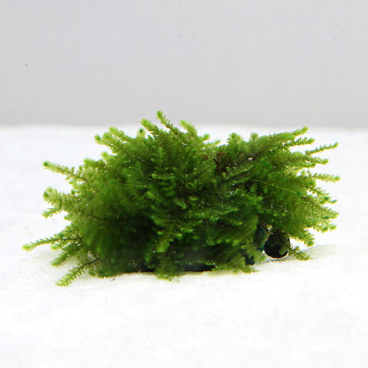 楽天市場 水草 巻きたて モスｓｐ パルケータスエマス 蛍光グリーンタイプ ボール 水中葉 無農薬 ３個 Charm 楽天市場店
