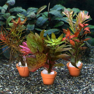 ijv`fĂ@܂gtZbgi_jitji1j