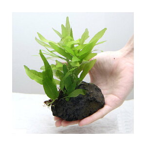 ijuȒP@nCOtB@|Xy}itj~N\E@nΕti1j