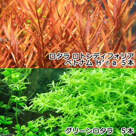 楽天市場 ロタラ ベトナム Hraの通販