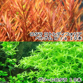 （水草）グリーンロタラ（10）＋ロタラ　ロトンディフォリア　ベトナム　H’ra（10）（水中葉）