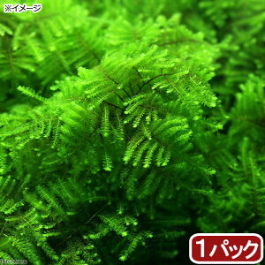 ijXspDpP[^XG}X@uO[^Cvitji_ji1Jbvj