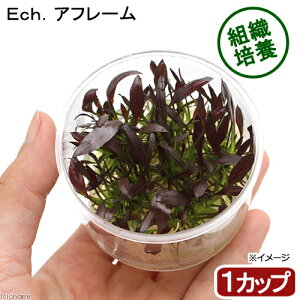 (水草)組織培養 エキノドルス アフレーム(無農薬)(1カップ) 北海道航空便要保温