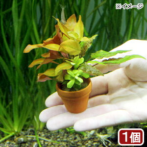 (水草)プチ素焼き鉢 寄せ植えミックス(水中葉)(無農薬)(1鉢)