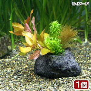 ijuȒP@񂹐A~bNX@nΕtitji_ji1j