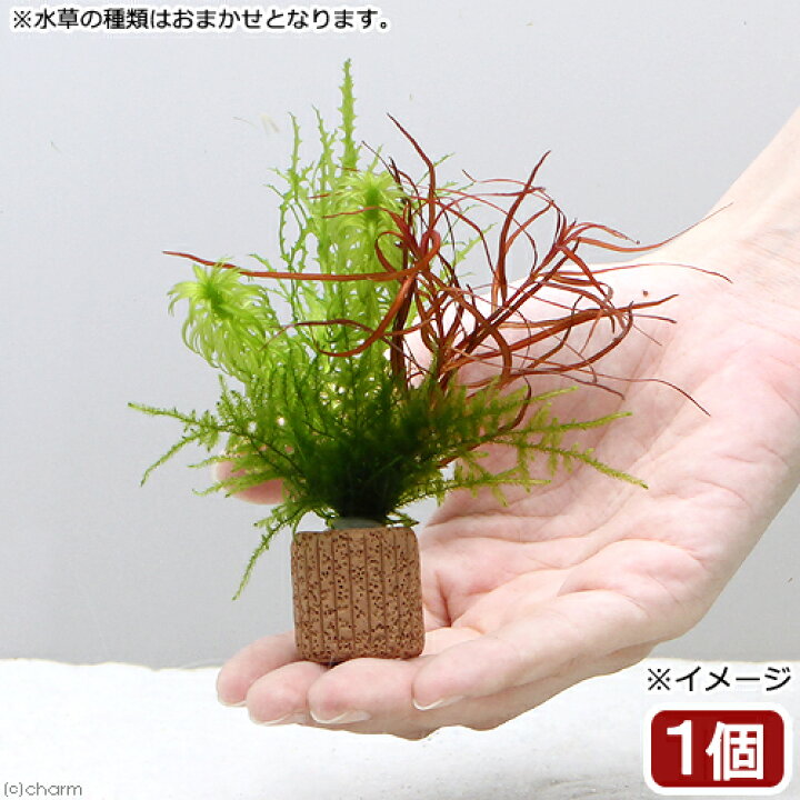 楽天市場 水草 ライフマルチ 茶 ウィローモスと寄せ植えミックス 水中葉 無農薬 １個 Charm 楽天市場店