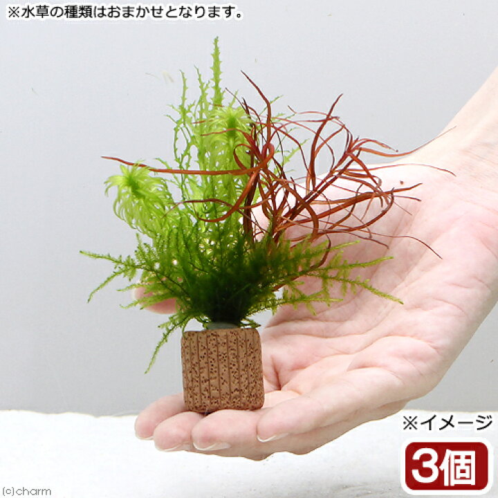 楽天市場 水草 ライフマルチ 茶 ウィローモスと寄せ植えミックス 水中葉 無農薬 ３個 Charm 楽天市場店