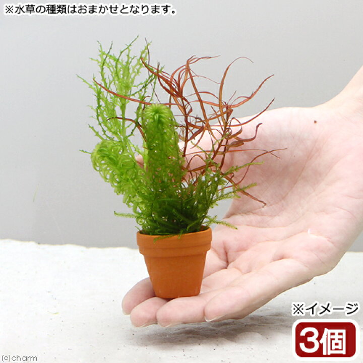 楽天市場 水草 プチ素焼き鉢 ウィローモスと寄せ植えミックス 水中葉 無農薬 ３個 北海道航空便要保温 Charm 楽天市場店