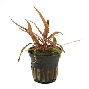 ijNvgRl@Ar_@uEigsJ|bgji_ji1|bgj@kCEBq֗vۉ