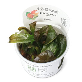 （水草）組織培養1－2－GROW！　エキノドルス　レニ　トロピカ製（無農薬）（1カップ）