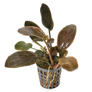 ijQih@~[{fB@bhiANAt[ji1|bgj@kCEBq֗vۉ