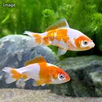楽天市場】桜和金 金魚の通販