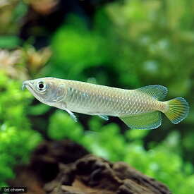 楽天市場 アジアアロワナ 混泳 ノーザンバラムンディの通販