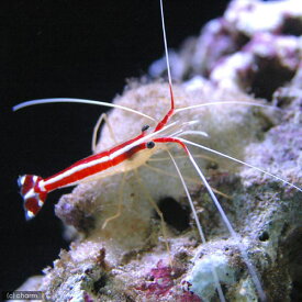 （海水魚）エビ　スカンクシュリンプ　Sサイズ（1匹）　北海道・九州航空便要保温