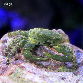 （海水魚）カニ　エメラルドグリーンクラブ（1匹）