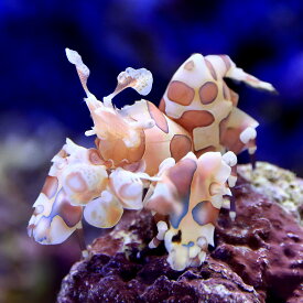 楽天市場 海水魚 エビ の通販 楽天市場 海水魚 エビ の通販