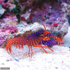 楽天市場 海水魚エビの通販 楽天市場 海水魚エビの通販