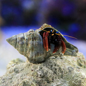 （海水魚）ヤドカリ　クリイロサンゴヤドカリ（1匹）　北海道・九州航空便要保温