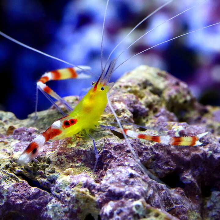 楽天市場 海水魚 エビ キイロオトヒメエビ 1匹 Charm 楽天市場店 楽天市場 海水魚 エビ キイロオトヒメエビ 1匹 Charm 楽天市場店