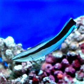 （海水魚）ホンソメワケベラ（1匹）