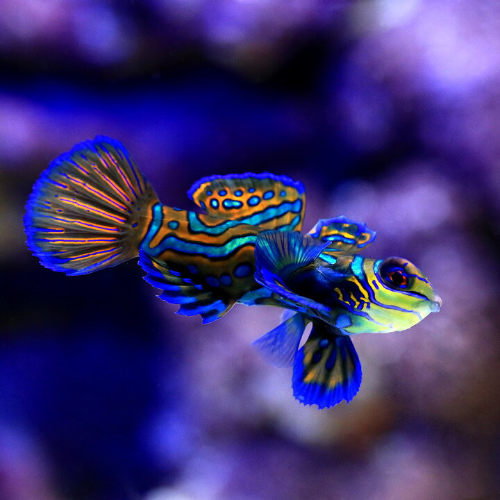 楽天市場 海水魚 マンダリン ｓ ｍサイズ １匹 北海道 九州航空便要保温 Charm 楽天市場店