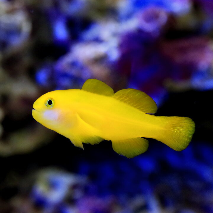 楽天市場 海水魚 キイロサンゴハゼ 1匹 Charm 楽天市場店 楽天市場 海水魚 キイロサンゴハゼ 1匹 Charm 楽天市場店