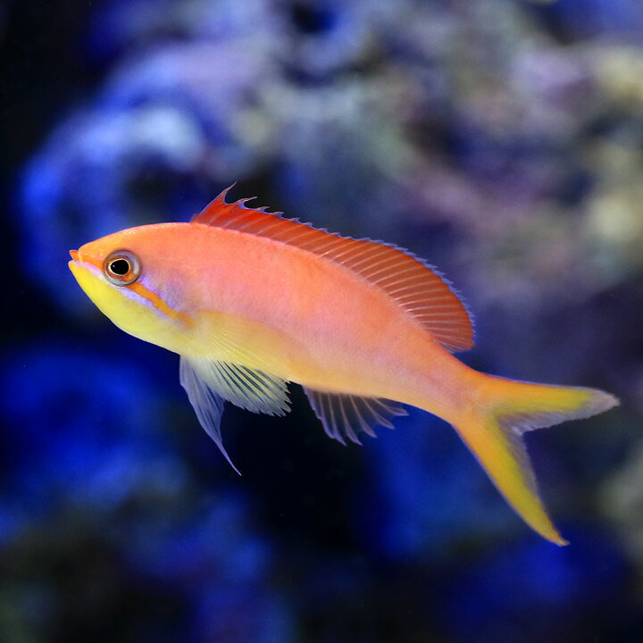 楽天市場 海水魚 アカネハナゴイ １匹 Charm 楽天市場店