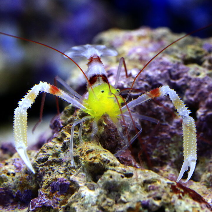 海水魚 エビ 2 1円 ホワイトソックスシュリンプ 太平洋型 １匹 4年保証 太平洋型