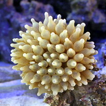 楽天市場】ハタゴイソギンチャク（観賞魚｜熱帯魚・アクアリウム 