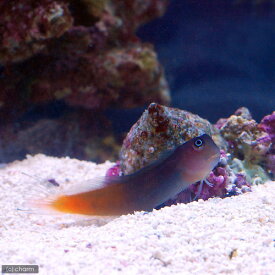 楽天市場 海 ハゼ 種類の通販 楽天市場 海 ハゼ 種類の通販