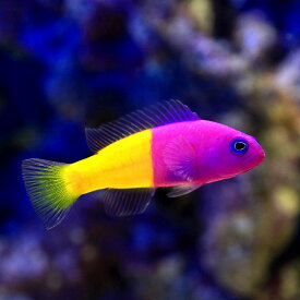 楽天市場 海水魚 生体 チャームの通販