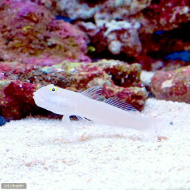 楽天市場 観賞魚 種 観賞魚 ハゼ グッピー 観賞魚の生態環境海水 熱帯魚 アクアリウム ペット ペットグッズ の通販