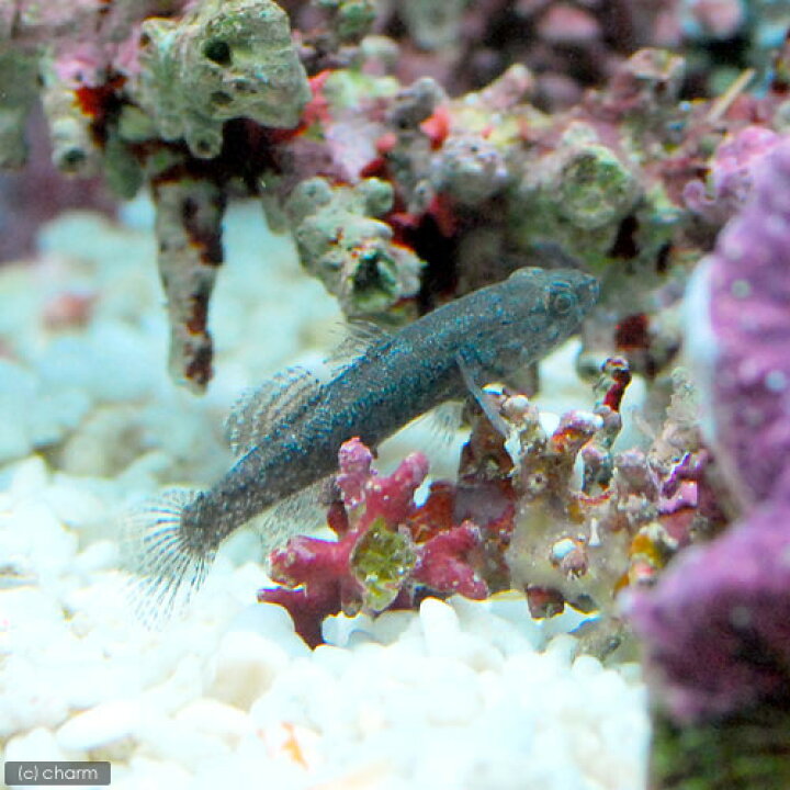 楽天市場 海水魚 生餌 エサ用ハゼミックス ｓサイズ １匹 Charm 楽天市場店
