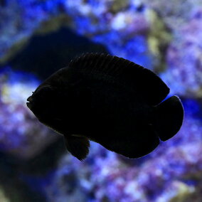楽天市場 観賞魚 種 観賞魚 チョウチョウウオ 人気ランキング1位 売れ筋商品