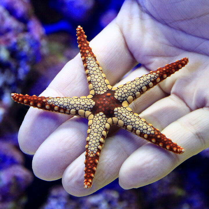 限定価格セール 海水魚 ヒトデ コブヒトデモドキ レッド １匹 Alice Com Ve