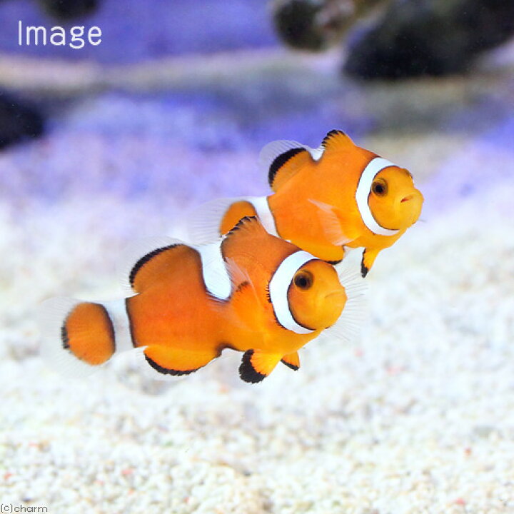 楽天市場 海水魚 カクレクマノミ イレギュラーバンド 国産ブリード １匹 Charm 楽天市場店