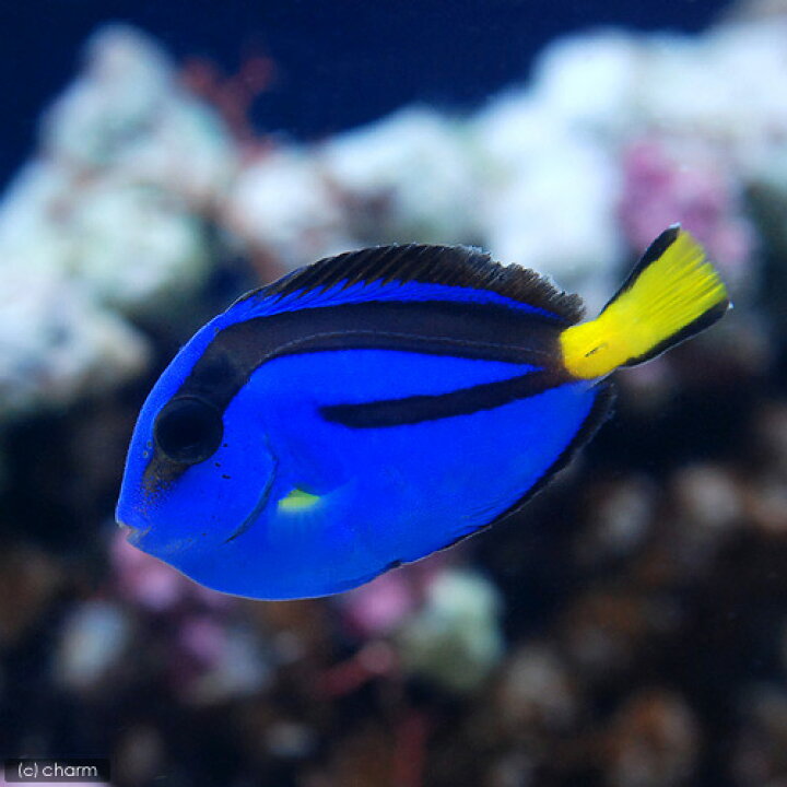 楽天市場 海水魚 バリ産 ナンヨウハギ ｍサイズ １匹 Charm 楽天市場店