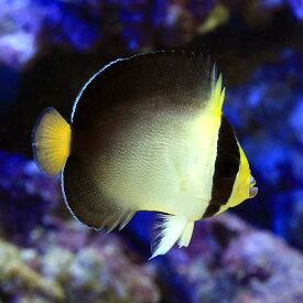 楽天市場 ヤッコ チョウチョウウオ 混泳の通販