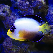 楽天市場】メタルハライドランプ 海水魚の通販