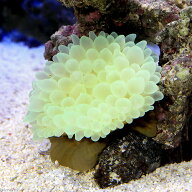 （海水魚）タマイタダキイソギンチャク　おまかせカラー　Mサイズ（1匹）　無脊椎動物　北海道・九州航空…