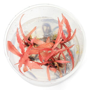 ijgD|{@NvgRl@Ar_@bhi_ji1Jbvj@kCEBq֗vۉ