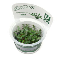 （水草）組織培養GROWOW！　クリプトコリネ　ルーケンス（無農薬）（1カップ）　D72 TC