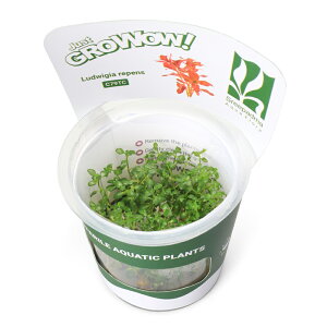 ijgD|{GROWOWI@hEBWA@yXi_ji1Jbvj@kCEBq֗vۉ