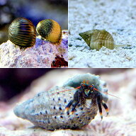 （海水魚）貝・ヤドカリ　クリーナーセット　Sサイズ　コケ・底砂の掃除（1セット）